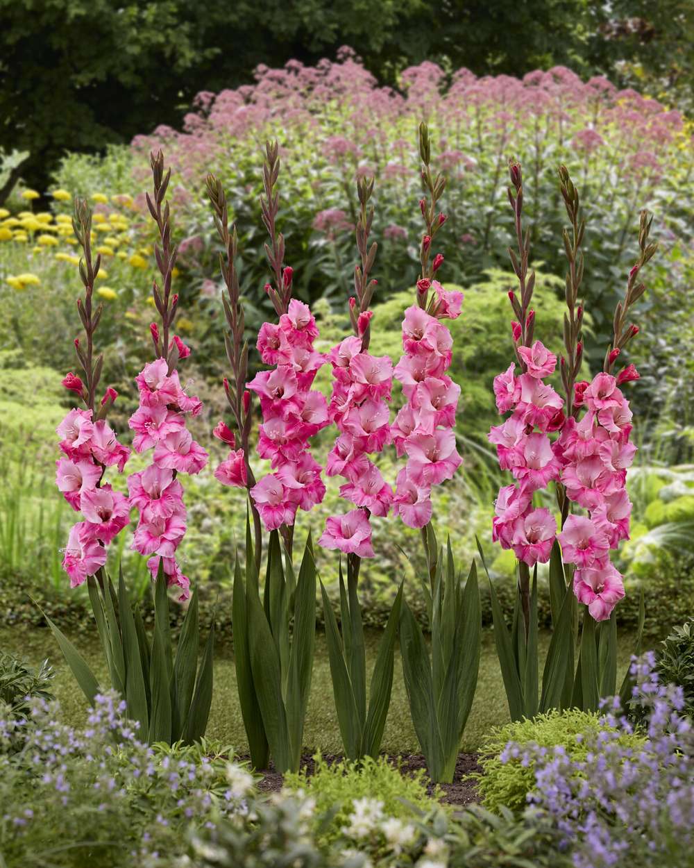 Gladiolus 'Pink Event'